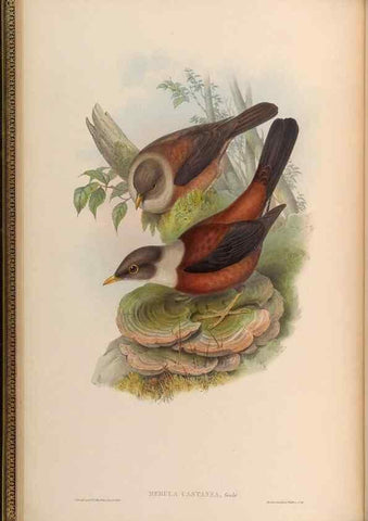 Reproducción/Reproduction 48630317472: Birds of Asia / by John Gould.. London :Printed by Taylor and Francis, pub. by the author,1850-1883.. 