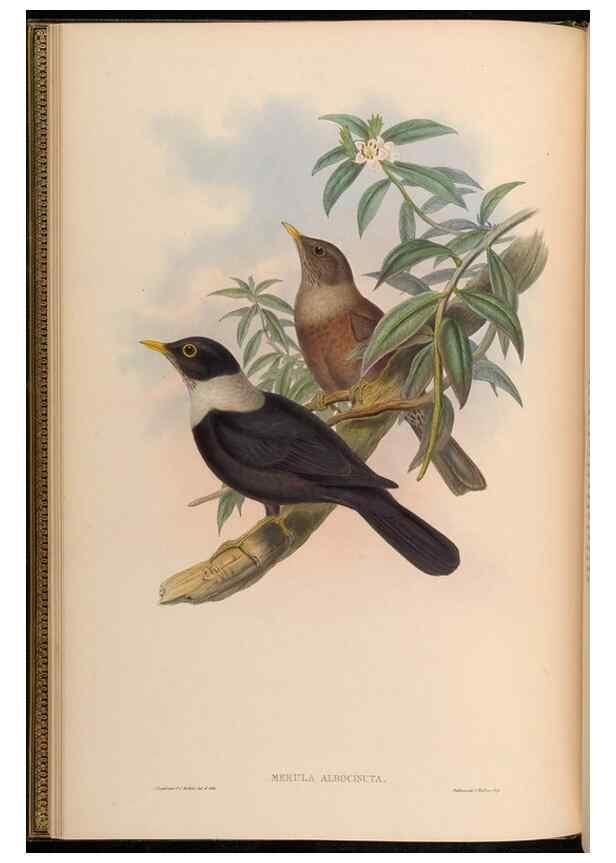 Reproducción/Reproduction 48630317927: Birds of Asia / by John Gould.. London :Printed by Taylor and Francis, pub. by the author,1850-1883.. 