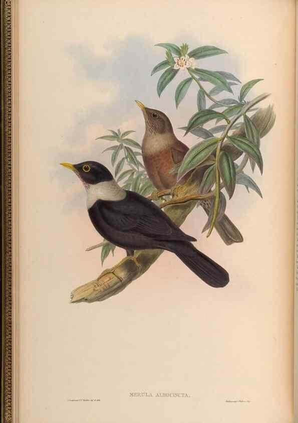 Reproducción/Reproduction 48630317927: Birds of Asia / by John Gould.. London :Printed by Taylor and Francis, pub. by the author,1850-1883.. 