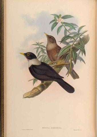 Reproducción/Reproduction 48630317927: Birds of Asia / by John Gould.. London :Printed by Taylor and Francis, pub. by the author,1850-1883.. 