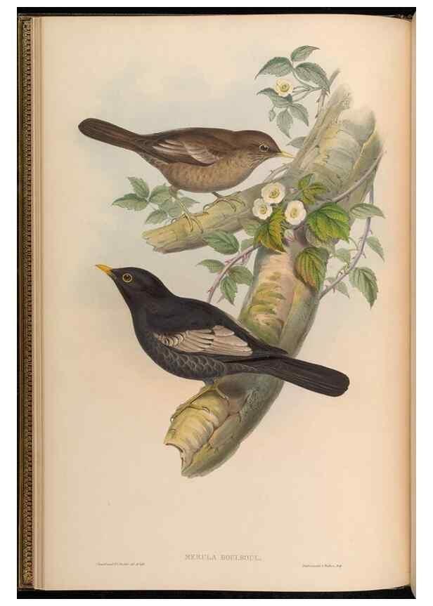 Reproducción/Reproduction 48630318427: Birds of Asia / by John Gould.. London :Printed by Taylor and Francis, pub. by the author,1850-1883.. 