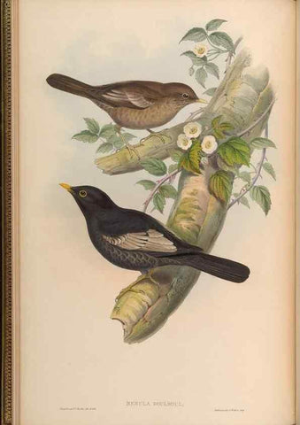 Reproducción/Reproduction 48630318427: Birds of Asia / by John Gould.. London :Printed by Taylor and Francis, pub. by the author,1850-1883.. 