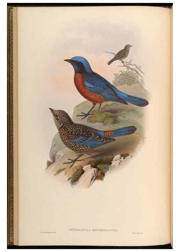 Reproducción/Reproduction 48630165576: Birds of Asia / by John Gould.. London :Printed by Taylor and Francis, pub. by the author,1850-1883.. 