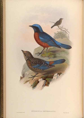 Reproducción/Reproduction 48630165576: Birds of Asia / by John Gould.. London :Printed by Taylor and Francis, pub. by the author,1850-1883.. 