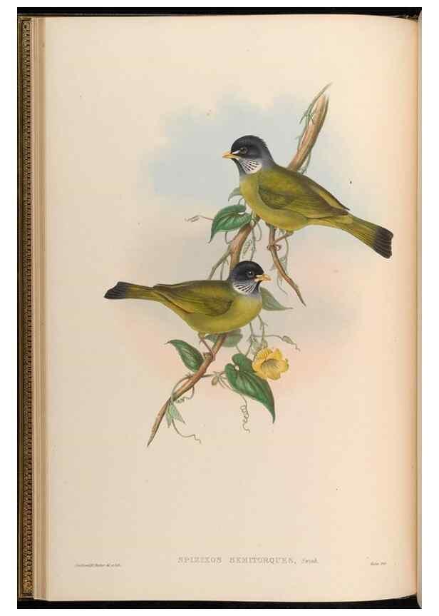 Reproducción/Reproduction 48630166471: Birds of Asia / by John Gould.. London :Printed by Taylor and Francis, pub. by the author,1850-1883.. 