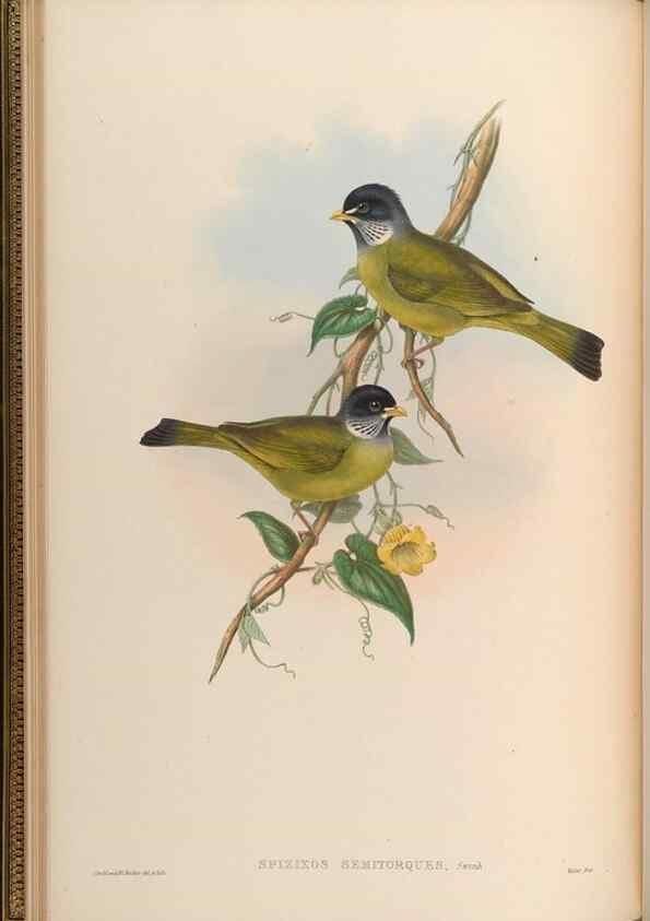 Reproducción/Reproduction 48630166471: Birds of Asia / by John Gould.. London :Printed by Taylor and Francis, pub. by the author,1850-1883.. 
