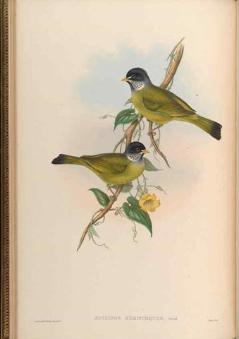Reproducción/Reproduction 48630166471: Birds of Asia / by John Gould.. London :Printed by Taylor and Francis, pub. by the author,1850-1883.. 