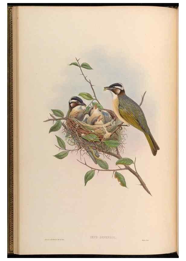 Reproducción/Reproduction 48630320077: Birds of Asia / by John Gould.. London :Printed by Taylor and Francis, pub. by the author,1850-1883.. 
