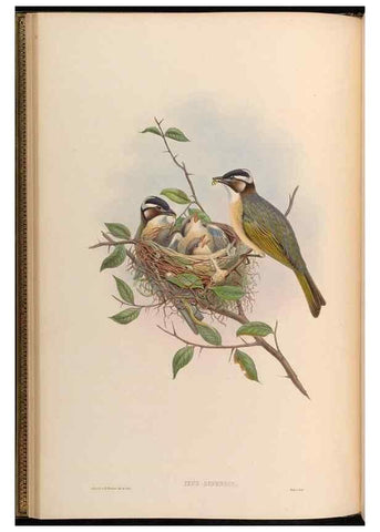 Reproducción/Reproduction 48630320077: Birds of Asia / by John Gould.. London :Printed by Taylor and Francis, pub. by the author,1850-1883.. 