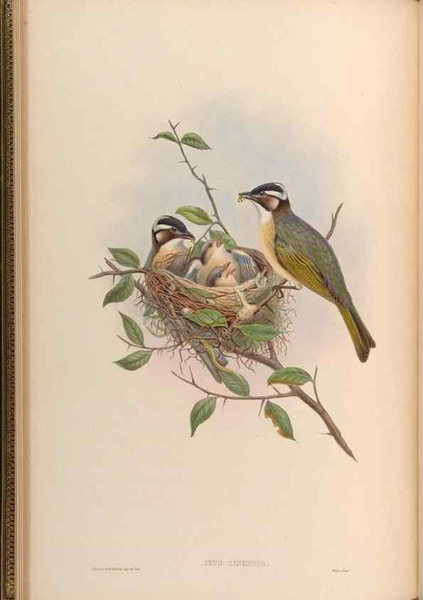 Reproducción/Reproduction 48630320077: Birds of Asia / by John Gould.. London :Printed by Taylor and Francis, pub. by the author,1850-1883.. 