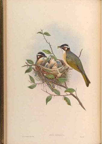 Reproducción/Reproduction 48630320077: Birds of Asia / by John Gould.. London :Printed by Taylor and Francis, pub. by the author,1850-1883.. 