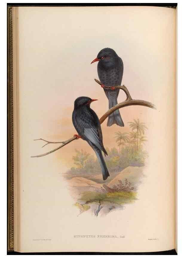 Reproducción/Reproduction 48630320447: Birds of Asia / by John Gould.. London :Printed by Taylor and Francis, pub. by the author,1850-1883.. 