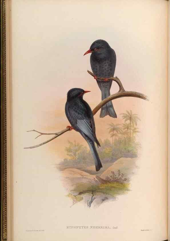 Reproducción/Reproduction 48630320447: Birds of Asia / by John Gould.. London :Printed by Taylor and Francis, pub. by the author,1850-1883.. 