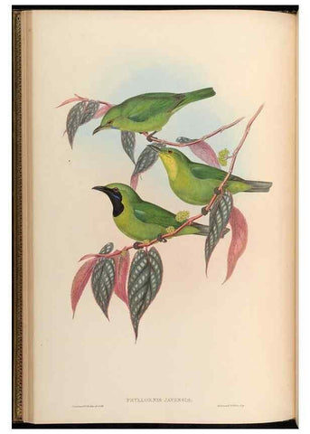 Reproducción/Reproduction 48630167526: Birds of Asia / by John Gould.. London :Printed by Taylor and Francis, pub. by the author,1850-1883.. 