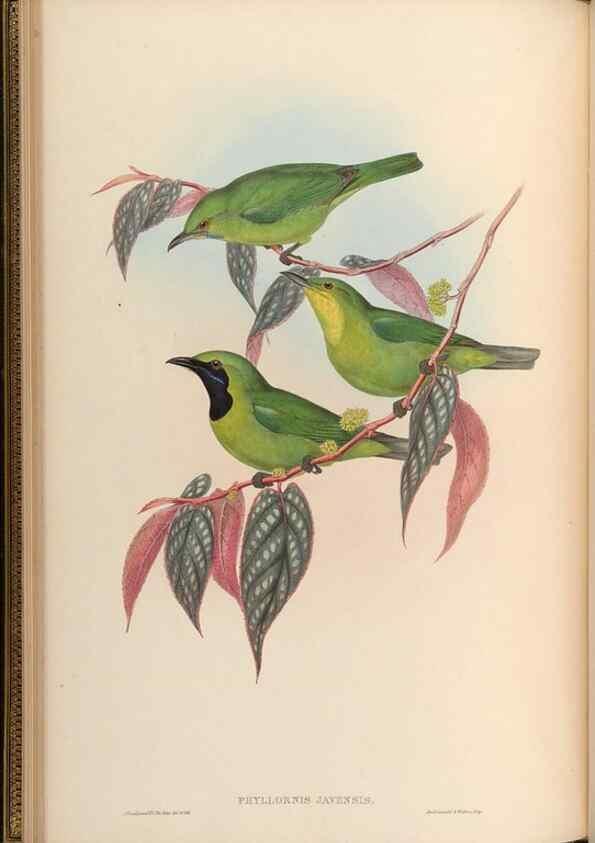 Reproducción/Reproduction 48630167526: Birds of Asia / by John Gould.. London :Printed by Taylor and Francis, pub. by the author,1850-1883.. 