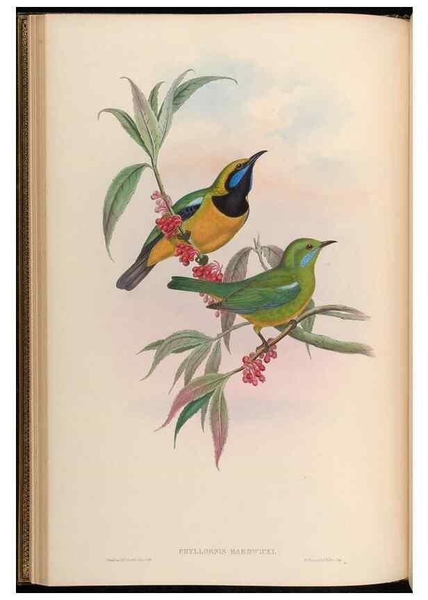Reproducción/Reproduction 48630167936: Birds of Asia / by John Gould.. London :Printed by Taylor and Francis, pub. by the author,1850-1883.. 