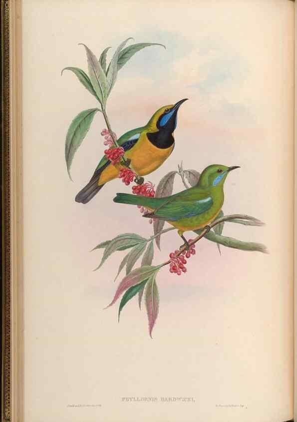 Reproducción/Reproduction 48630167936: Birds of Asia / by John Gould.. London :Printed by Taylor and Francis, pub. by the author,1850-1883.. 