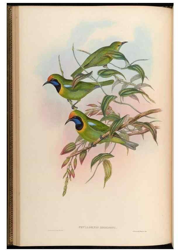 Reproducción/Reproduction 48630321722: Birds of Asia / by John Gould.. London :Printed by Taylor and Francis, pub. by the author,1850-1883.. 