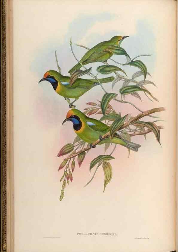 Reproducción/Reproduction 48630321722: Birds of Asia / by John Gould.. London :Printed by Taylor and Francis, pub. by the author,1850-1883.. 
