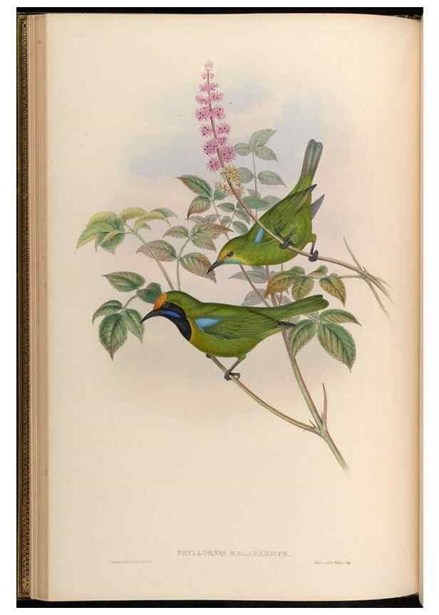 Reproducción/Reproduction 48629815218: Birds of Asia / by John Gould.. London :Printed by Taylor and Francis, pub. by the author,1850-1883.. 