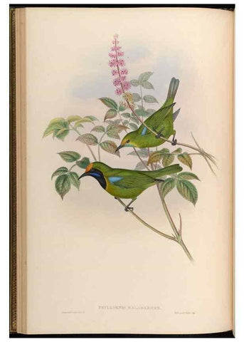 Reproducción/Reproduction 48629815218: Birds of Asia / by John Gould.. London :Printed by Taylor and Francis, pub. by the author,1850-1883.. 