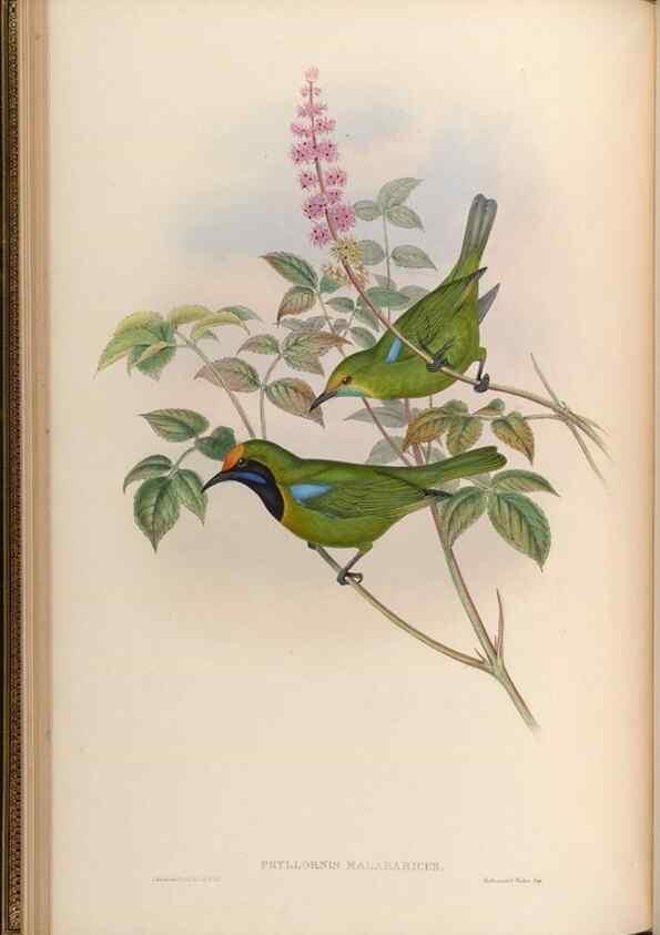 Reproducción/Reproduction 48629815218: Birds of Asia / by John Gould.. London :Printed by Taylor and Francis, pub. by the author,1850-1883.. 