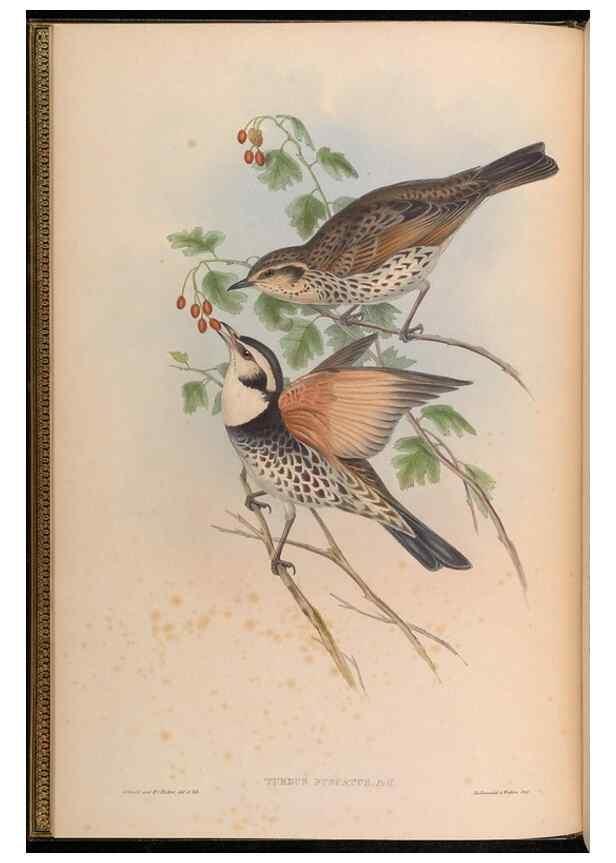 Reproducción/Reproduction 48630162326: Birds of Asia / by John Gould.. London :Printed by Taylor and Francis, pub. by the author,1850-1883.. 