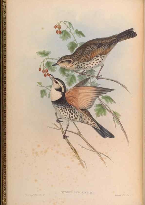 Reproducción/Reproduction 48630162326: Birds of Asia / by John Gould.. London :Printed by Taylor and Francis, pub. by the author,1850-1883.. 