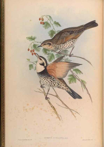 Reproducción/Reproduction 48630162326: Birds of Asia / by John Gould.. London :Printed by Taylor and Francis, pub. by the author,1850-1883.. 