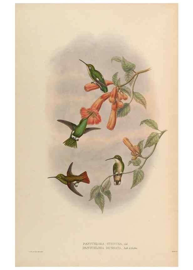 Reproducción/Reproduction 48629763308: A monograph of the Trochilidae, or family of humming-birds.. London :Henry Sothern & Co.,1887 [i.e. 1880-1887]. 