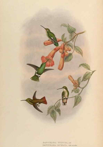 Reproducción/Reproduction 48629763308: A monograph of the Trochilidae, or family of humming-birds.. London :Henry Sothern & Co.,1887 [i.e. 1880-1887]. 