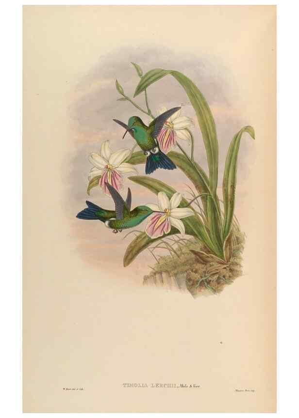 Reproducción/Reproduction 48630116316: A monograph of the Trochilidae, or family of humming-birds.. London :Henry Sothern & Co.,1887 [i.e. 1880-1887]. 