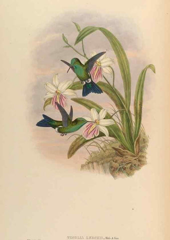Reproducción/Reproduction 48630116316: A monograph of the Trochilidae, or family of humming-birds.. London :Henry Sothern & Co.,1887 [i.e. 1880-1887]. 