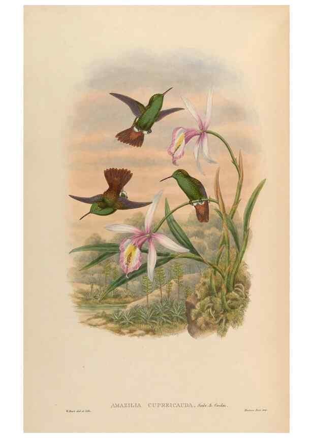 Reproducción/Reproduction 48630269742: A monograph of the Trochilidae, or family of humming-birds.. London :Henry Sothern & Co.,1887 [i.e. 1880-1887]. 