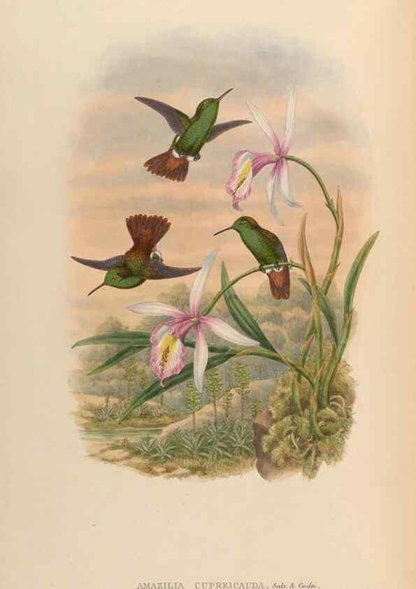 Reproducción/Reproduction 48630269742: A monograph of the Trochilidae, or family of humming-birds.. London :Henry Sothern & Co.,1887 [i.e. 1880-1887]. 