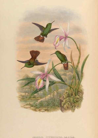 Reproducción/Reproduction 48630269742: A monograph of the Trochilidae, or family of humming-birds.. London :Henry Sothern & Co.,1887 [i.e. 1880-1887]. 