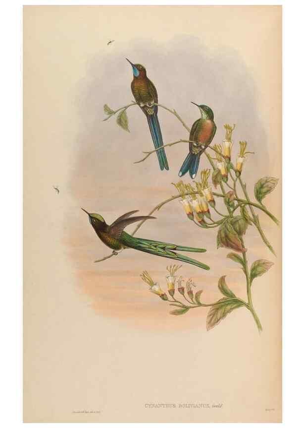 Reproducción/Reproduction 48630262767: A monograph of the Trochilidae, or family of humming-birds.. London :Henry Sothern & Co.,1887 [i.e. 1880-1887]. 