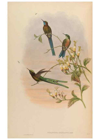 Reproducción/Reproduction 48630262767: A monograph of the Trochilidae, or family of humming-birds.. London :Henry Sothern & Co.,1887 [i.e. 1880-1887]. 