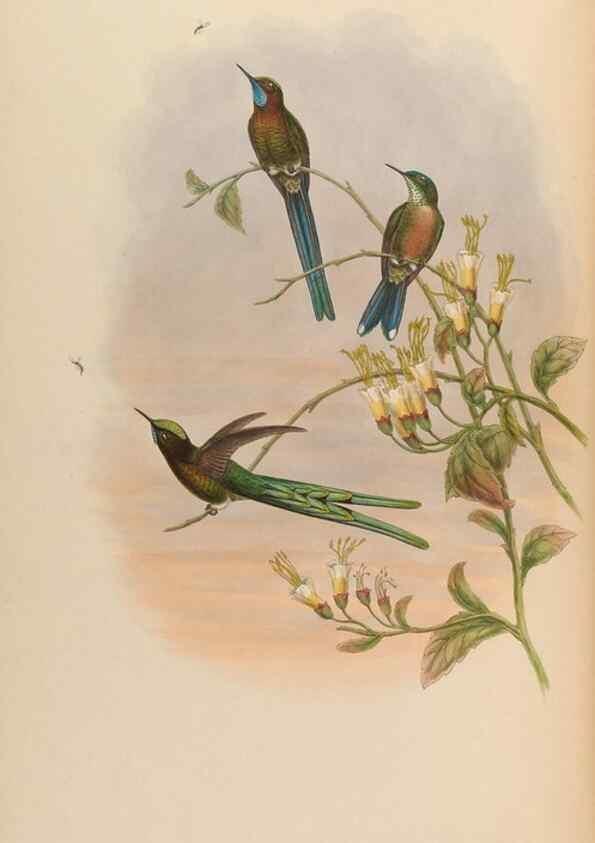 Reproducción/Reproduction 48630262767: A monograph of the Trochilidae, or family of humming-birds.. London :Henry Sothern & Co.,1887 [i.e. 1880-1887]. 