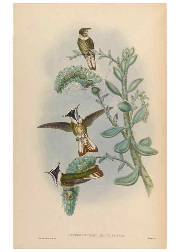 Reproducción/Reproduction 48630263187: A monograph of the Trochilidae, or family of humming-birds.. London :Henry Sothern & Co.,1887 [i.e. 1880-1887]. 