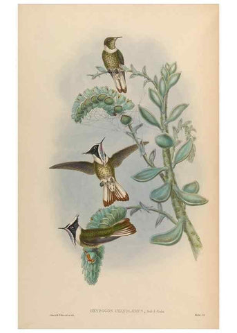 Reproducción/Reproduction 48630263187: A monograph of the Trochilidae, or family of humming-birds.. London :Henry Sothern & Co.,1887 [i.e. 1880-1887]. 