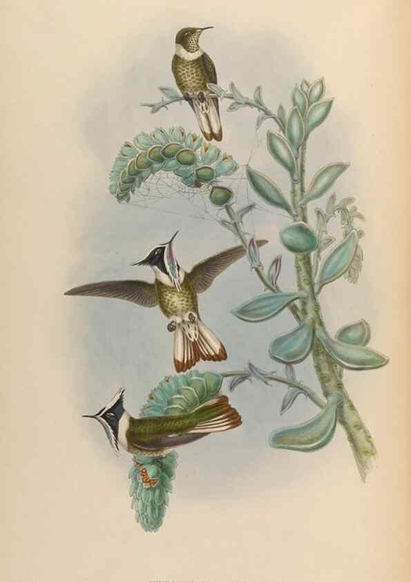 Reproducción/Reproduction 48630263187: A monograph of the Trochilidae, or family of humming-birds.. London :Henry Sothern & Co.,1887 [i.e. 1880-1887]. 