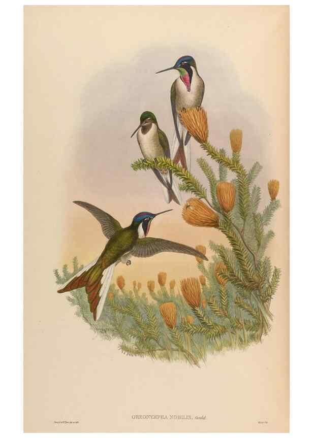 Reproducción/Reproduction 48629756458: A monograph of the Trochilidae, or family of humming-birds.. London :Henry Sothern & Co.,1887 [i.e. 1880-1887]. 