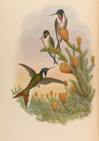 Reproducción/Reproduction 48629756458: A monograph of the Trochilidae, or family of humming-birds.. London :Henry Sothern & Co.,1887 [i.e. 1880-1887]. 