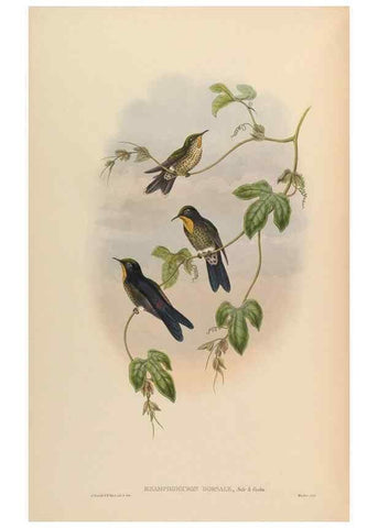 Reproducción/Reproduction 48629757013: A monograph of the Trochilidae, or family of humming-birds.. London :Henry Sothern & Co.,1887 [i.e. 1880-1887]. 