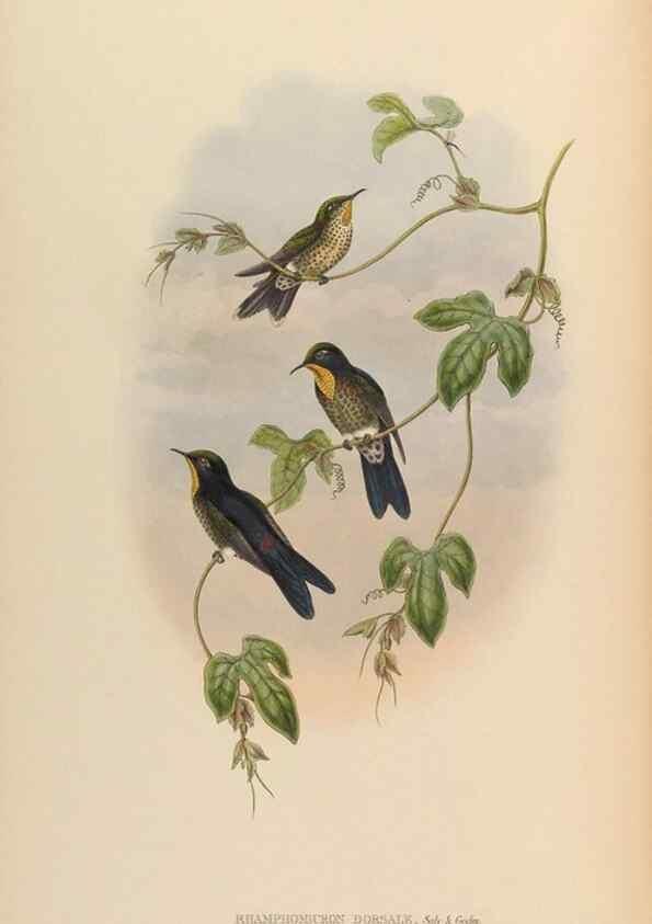 Reproducción/Reproduction 48629757013: A monograph of the Trochilidae, or family of humming-birds.. London :Henry Sothern & Co.,1887 [i.e. 1880-1887]. 