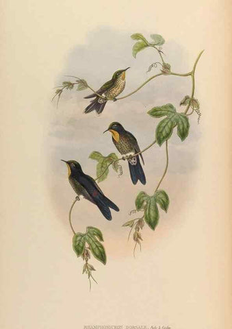 Reproducción/Reproduction 48629757013: A monograph of the Trochilidae, or family of humming-birds.. London :Henry Sothern & Co.,1887 [i.e. 1880-1887]. 