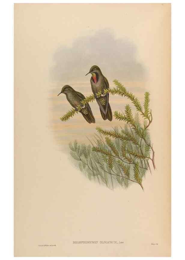 Reproducción/Reproduction 48630264522: A monograph of the Trochilidae, or family of humming-birds.. London :Henry Sothern & Co.,1887 [i.e. 1880-1887]. 