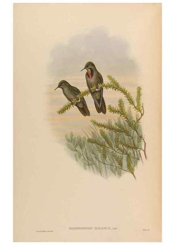 Reproducción/Reproduction 48630264522: A monograph of the Trochilidae, or family of humming-birds.. London :Henry Sothern & Co.,1887 [i.e. 1880-1887]. 