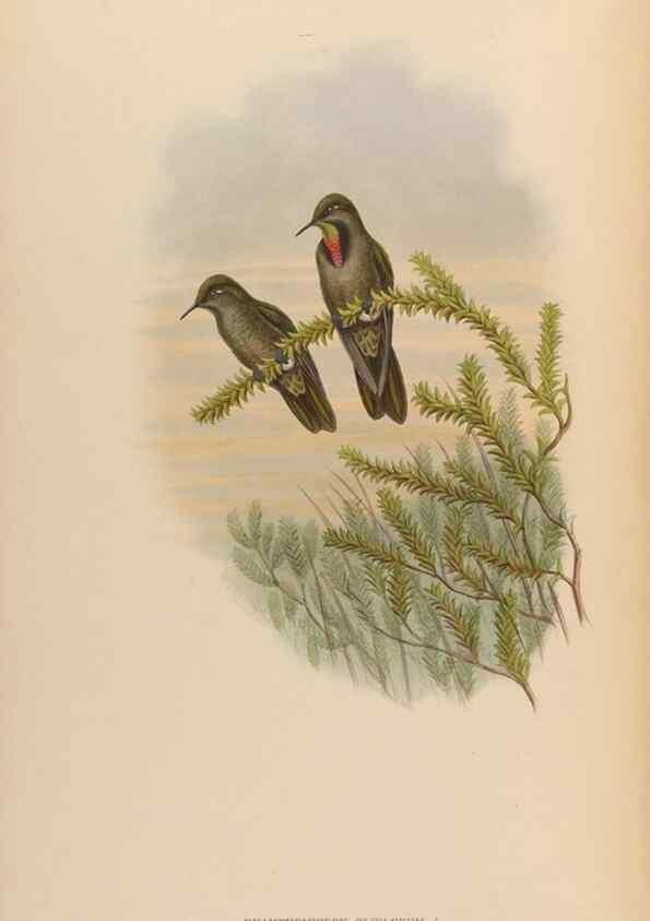 Reproducción/Reproduction 48630264522: A monograph of the Trochilidae, or family of humming-birds.. London :Henry Sothern & Co.,1887 [i.e. 1880-1887]. 